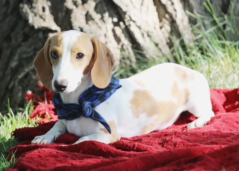 Odessa, a Dachshund tested with EmbarkVet.com