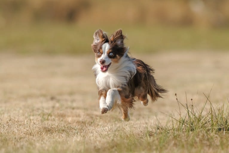 Ludo, an Australian Shepherd tested with EmbarkVet.com