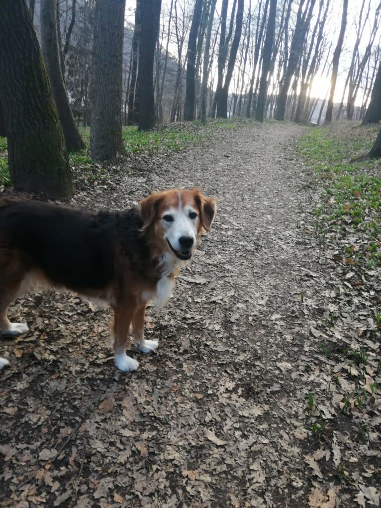 Akita, a Golden Retriever and Bernese Mountain Dog mix tested with EmbarkVet.com