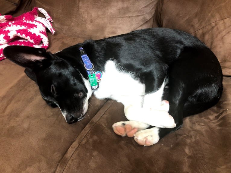 Newt, an Australian Cattle Dog and Border Collie mix tested with EmbarkVet.com