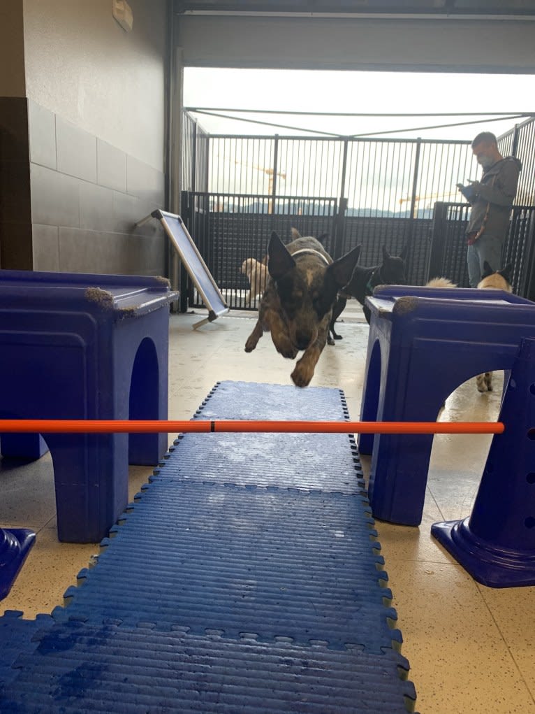 Talisman, an Australian Cattle Dog tested with EmbarkVet.com