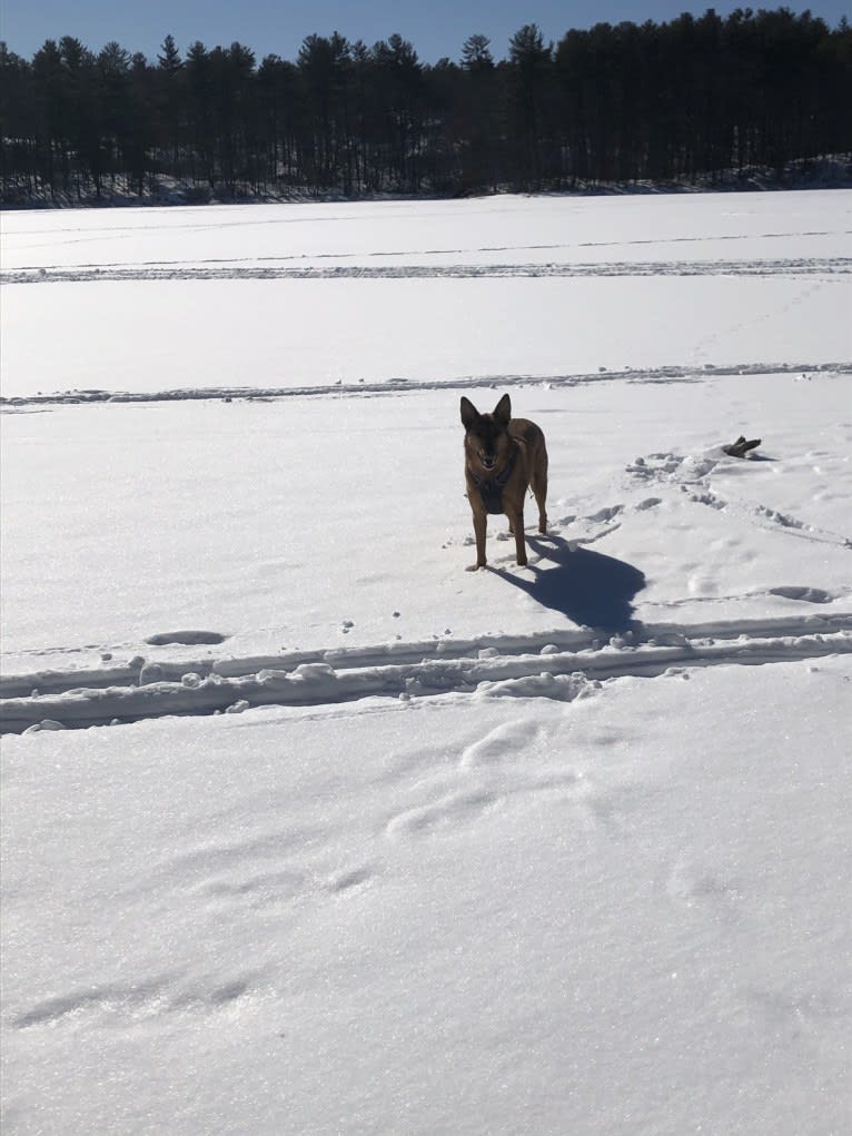 Oakley, a German Shepherd Dog and Chinese Shar-Pei mix tested with EmbarkVet.com