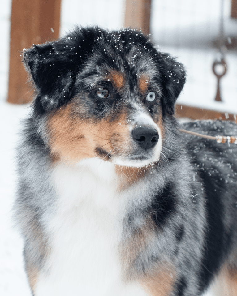 Sandy, an Australian Shepherd tested with EmbarkVet.com