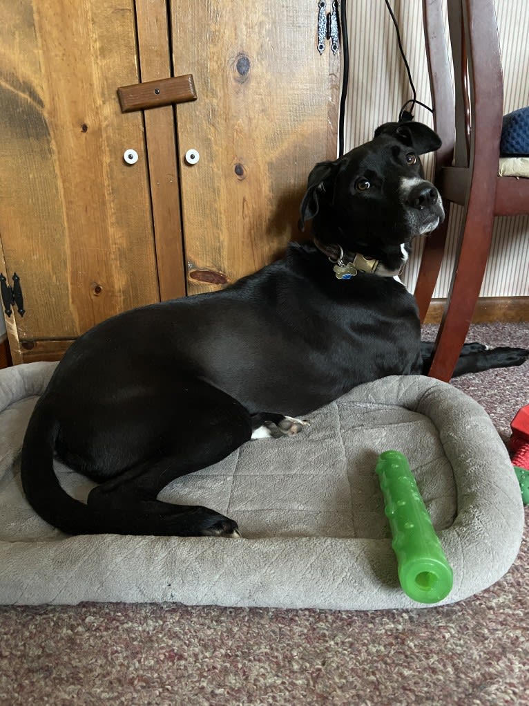 Gator, a Border Collie and Anatolian Shepherd Dog mix tested with EmbarkVet.com