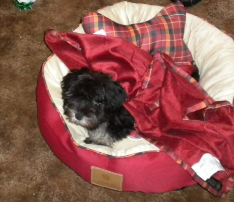 Minnie, a Miniature Schnauzer tested with EmbarkVet.com