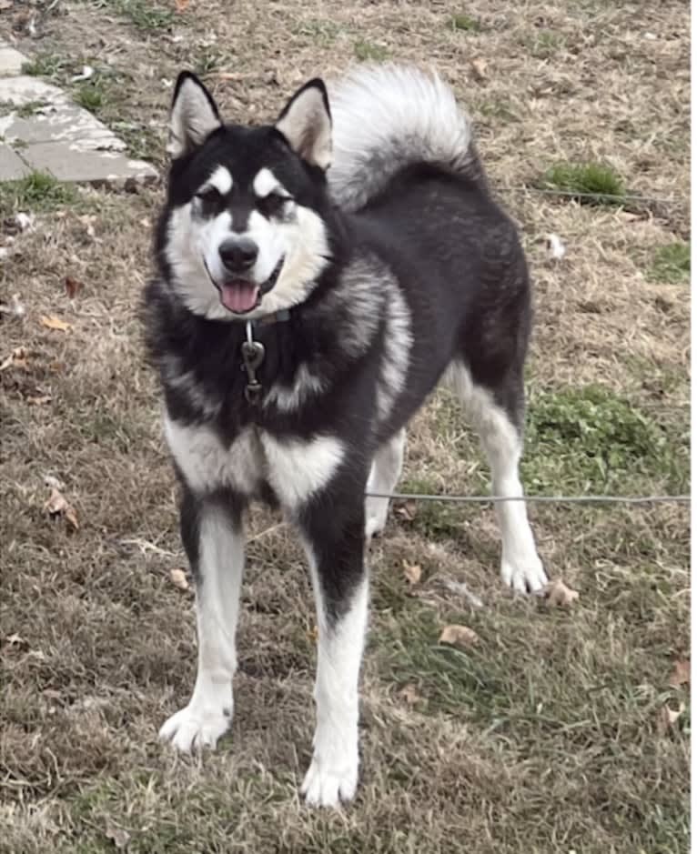 Stars Howl-O's Anka The Shining Night Star, an Alaskan Malamute tested with EmbarkVet.com