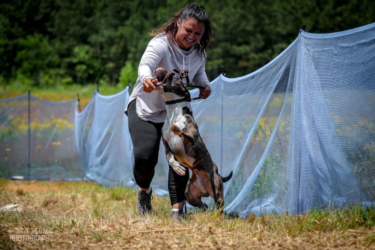 Dippy, a Bull Terrier tested with EmbarkVet.com