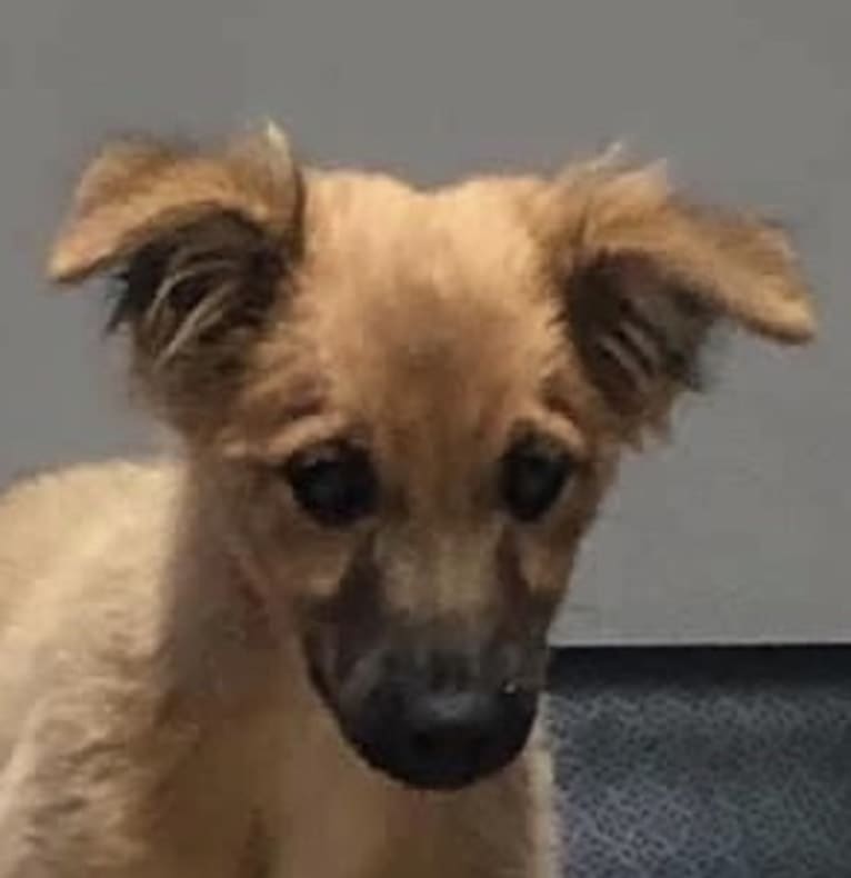 Viva, a Border Collie and Whippet mix tested with EmbarkVet.com
