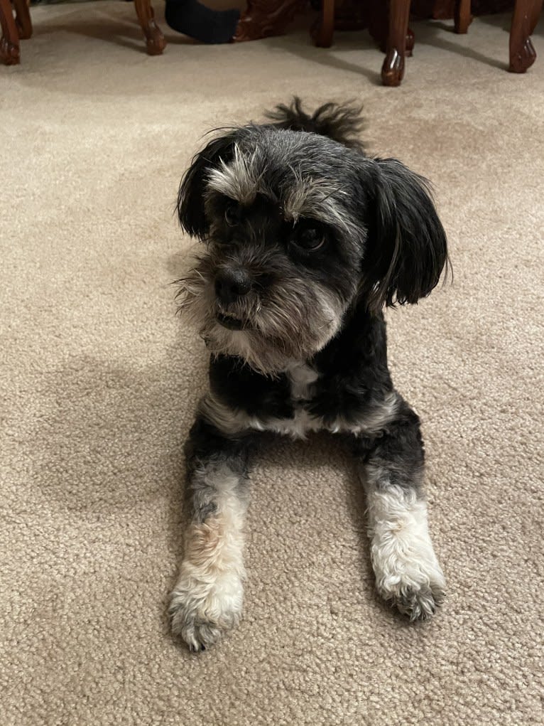 Tokki, a Shih Tzu and Pekingese mix tested with EmbarkVet.com