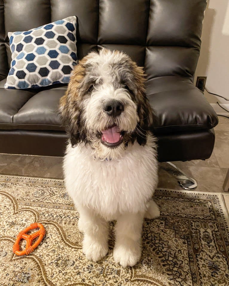 Moose, a St. Berdoodle tested with EmbarkVet.com