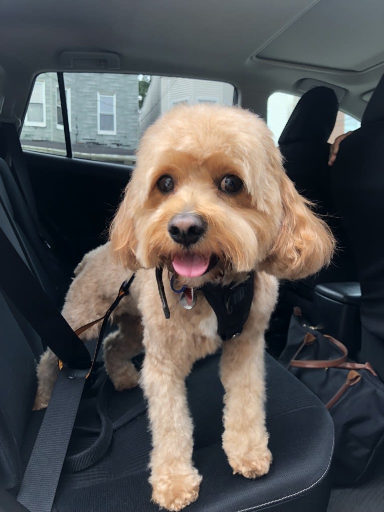 Keeper, a Cavapoo tested with EmbarkVet.com