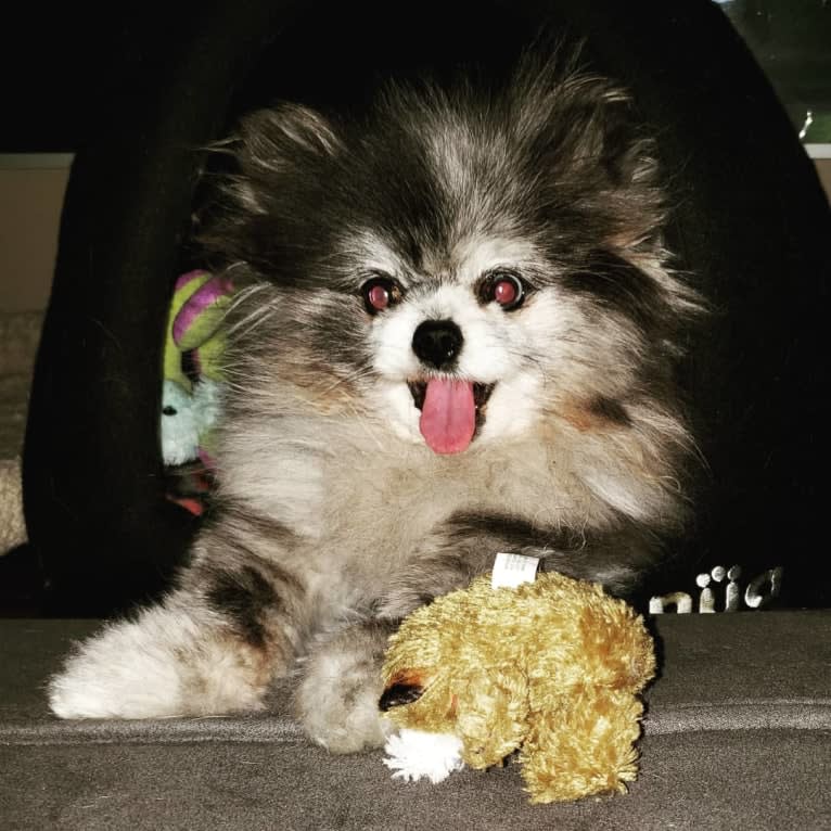 Ferris, a Pomeranian tested with EmbarkVet.com