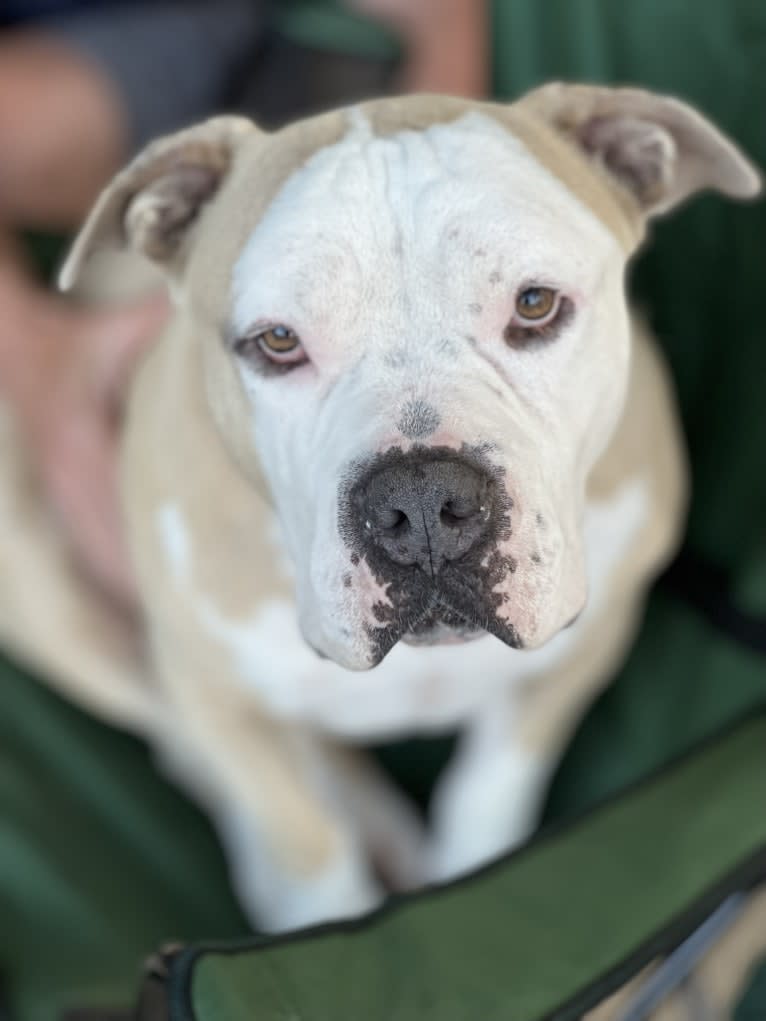 Rambo, an American Bully tested with EmbarkVet.com