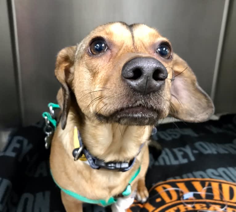 Leopold, a Dachshund and American Pit Bull Terrier mix tested with EmbarkVet.com