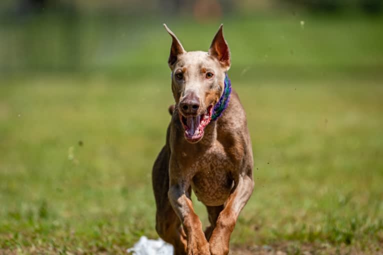 Titan, a Doberman Pinscher tested with EmbarkVet.com