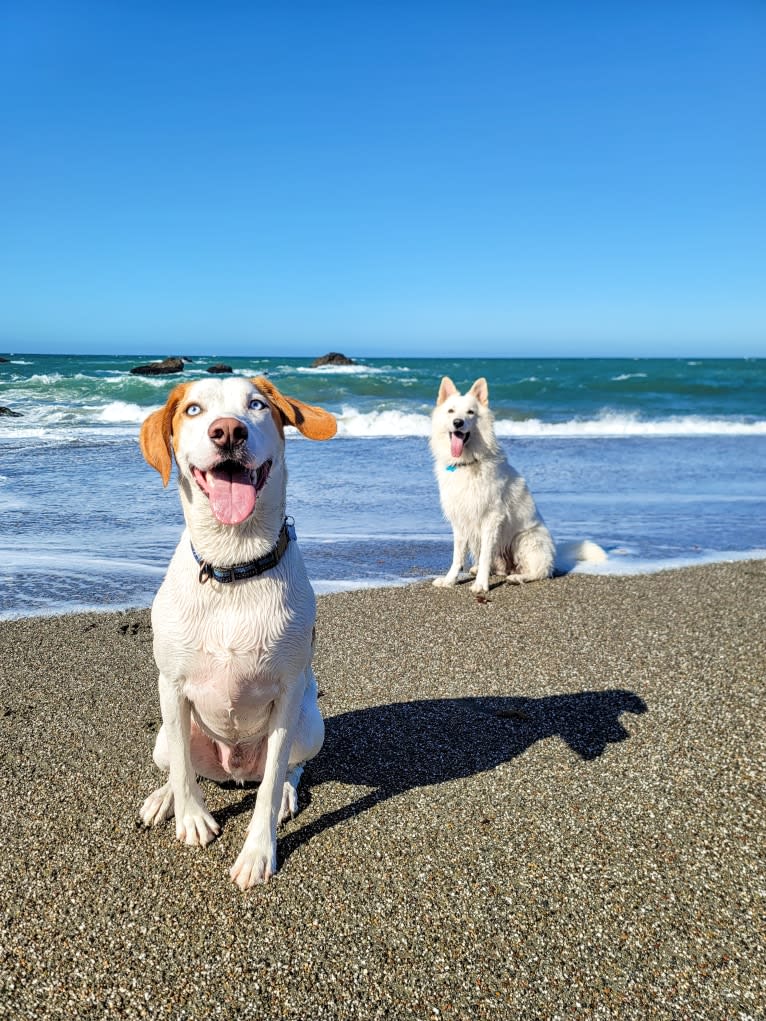 Arlo, an American Foxhound and German Shepherd Dog mix tested with EmbarkVet.com