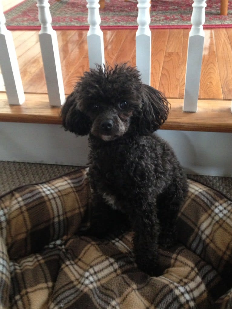 Stella - Grace’s dog, a Poodle (Small) tested with EmbarkVet.com