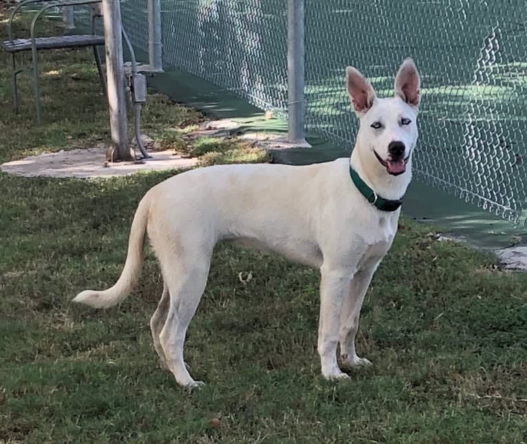 Husky mixed with bull terrier outlet