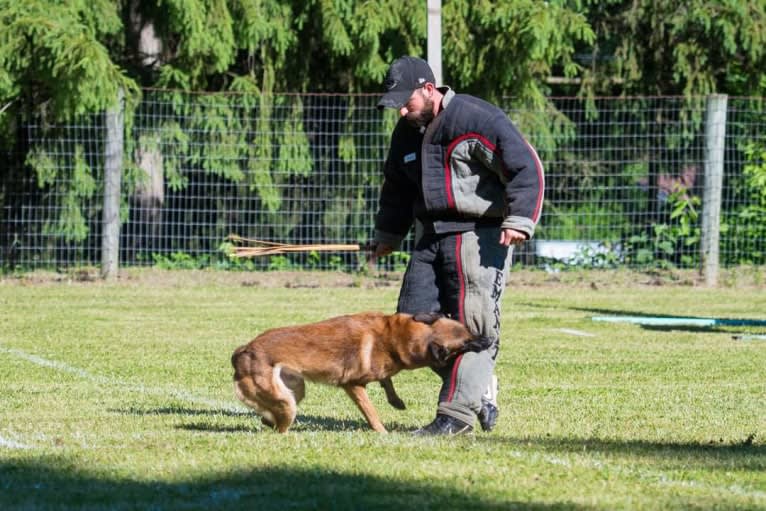 Oso, a Belgian Shepherd tested with EmbarkVet.com