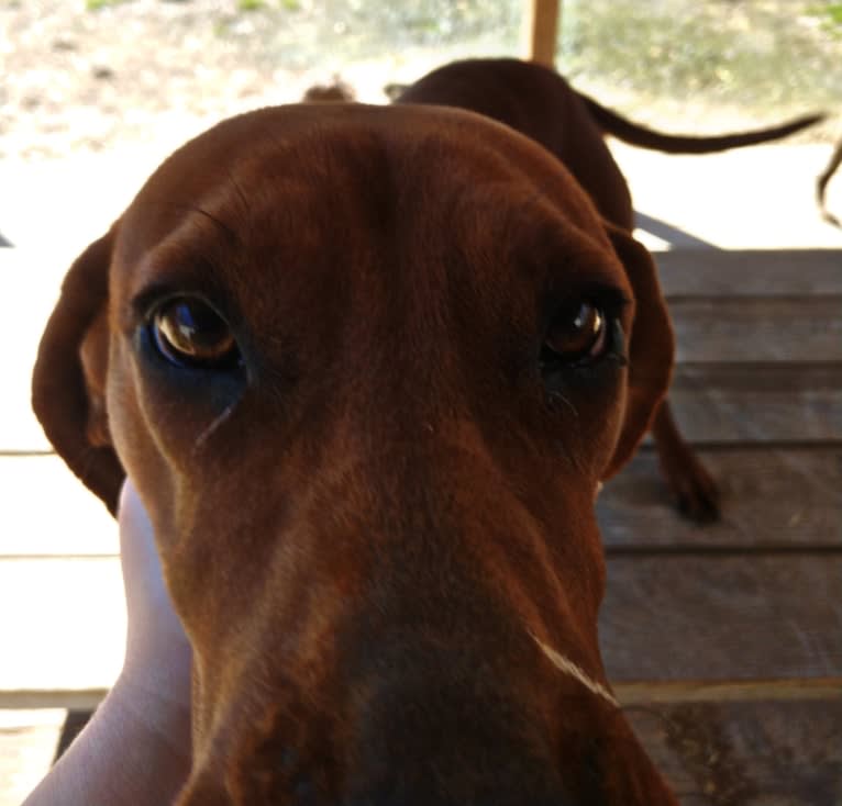 PR MCR Clementine Rose, a Redbone Coonhound tested with EmbarkVet.com