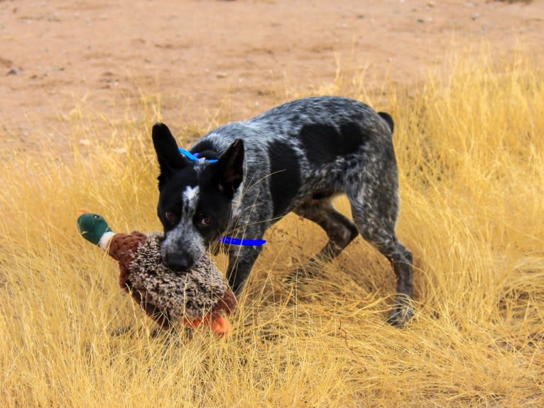 Bruce, an Australian Cattle Dog tested with EmbarkVet.com