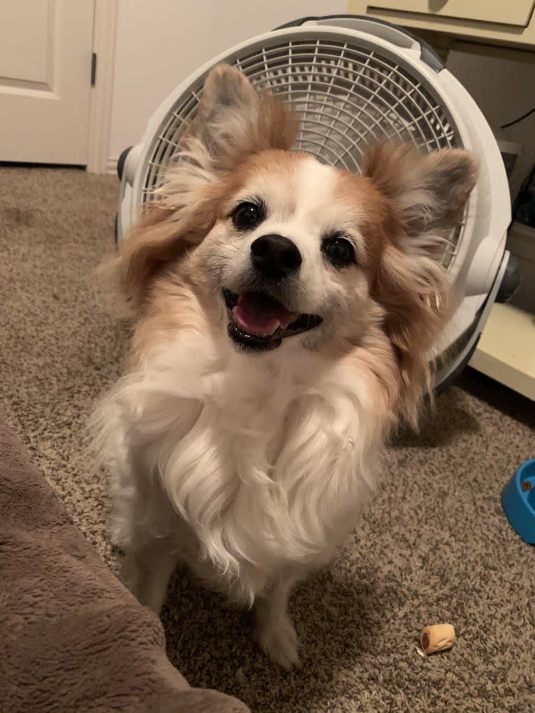 Ziggy, a Papillon and Maltese mix tested with EmbarkVet.com