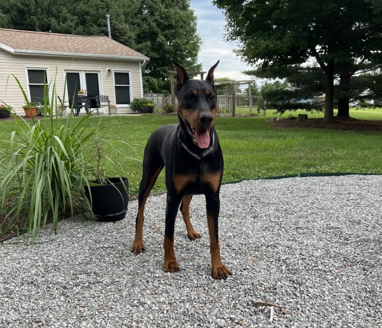 Georgi, a Doberman Pinscher tested with EmbarkVet.com