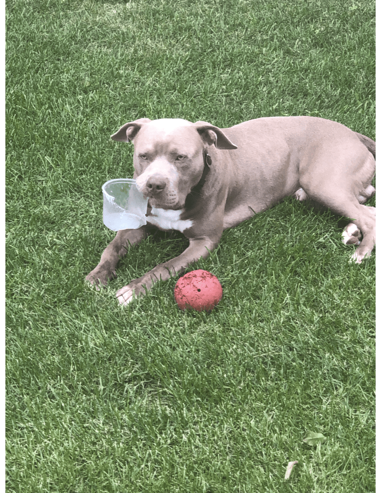 Zack, an American Bully tested with EmbarkVet.com