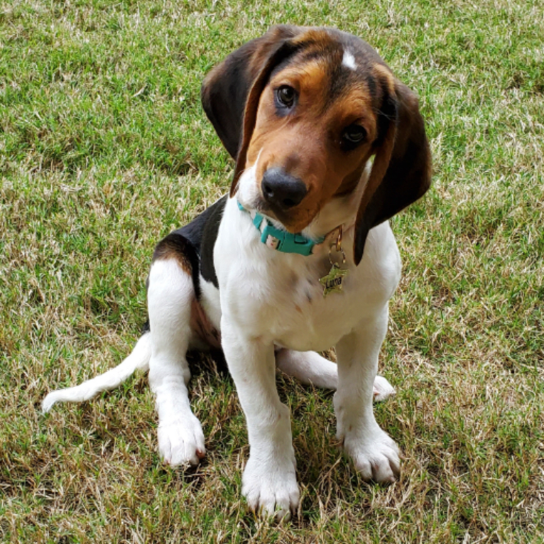 Lunatic, a Basset Hound and Boston Terrier mix tested with EmbarkVet.com