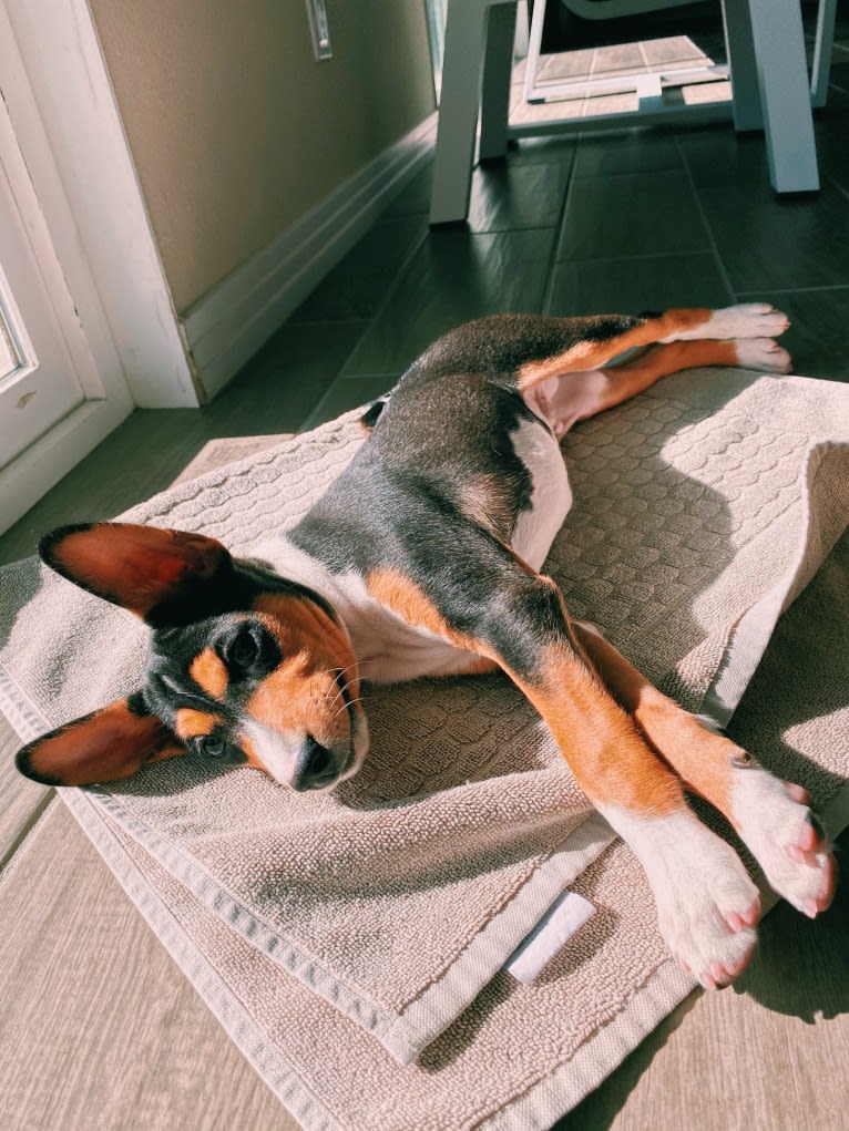 Koda, a Basenji tested with EmbarkVet.com