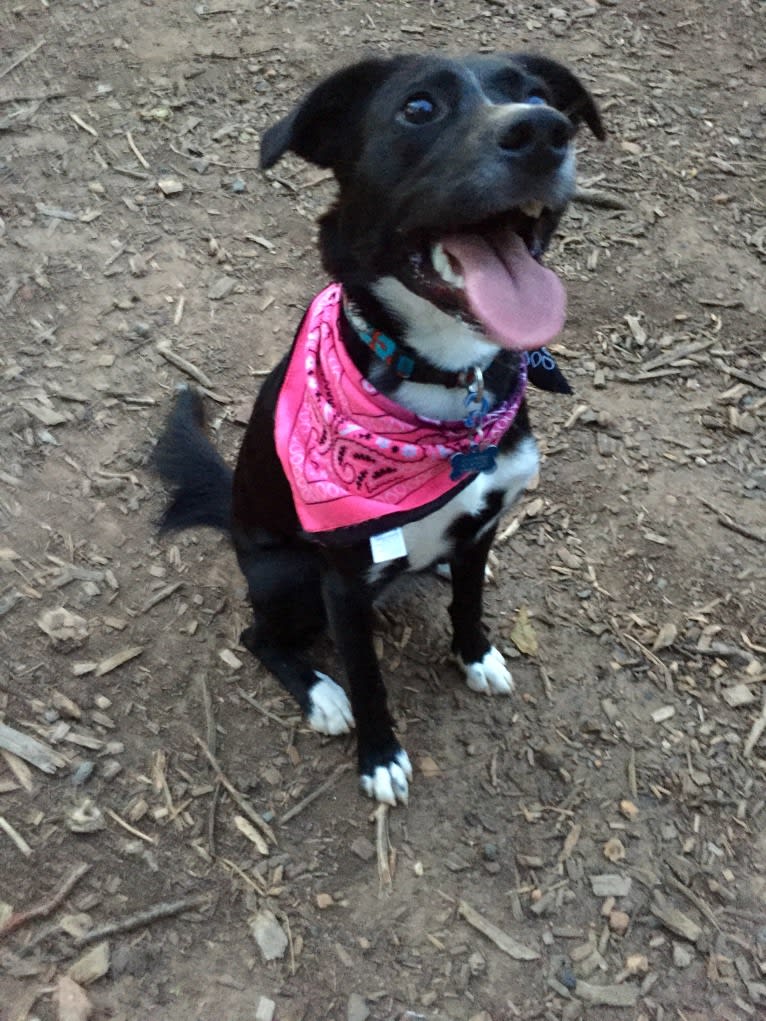 Olly, an American Pit Bull Terrier and Siberian Husky mix tested with EmbarkVet.com