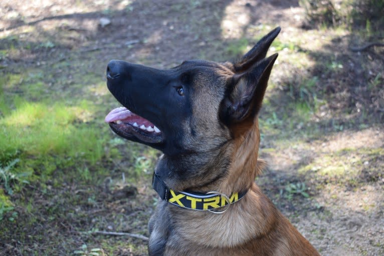 Kylar (PsychoKiller d'Hélitesport), a Belgian Shepherd tested with EmbarkVet.com