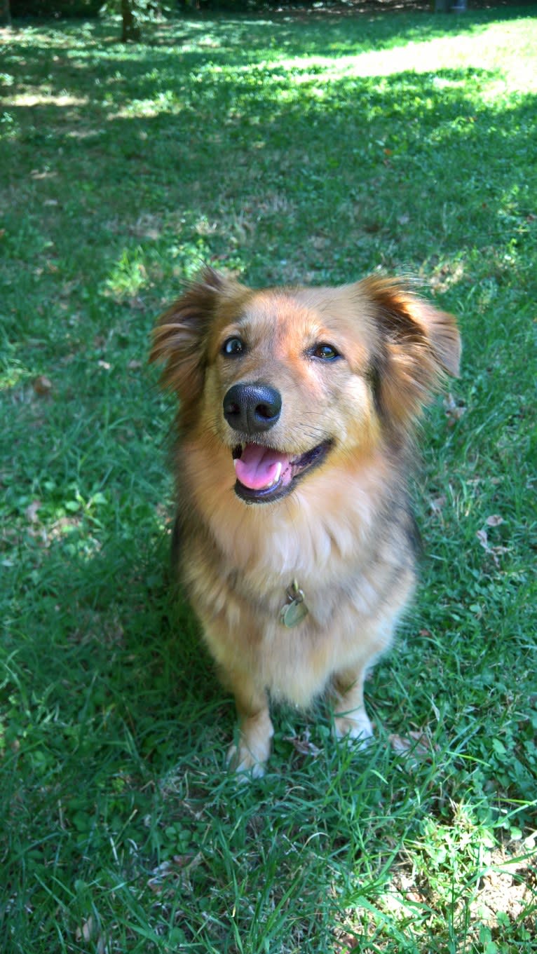 Aiko, an European Village Dog tested with EmbarkVet.com