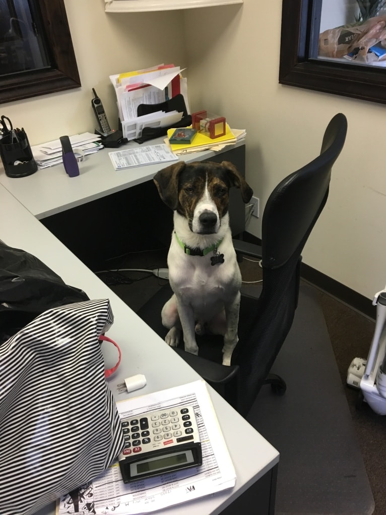 Larry, a Mountain Cur and Labrador Retriever mix tested with EmbarkVet.com