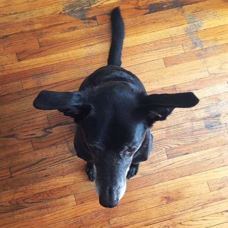 Kepler, a Chesapeake Bay Retriever and Labrador Retriever mix tested with EmbarkVet.com