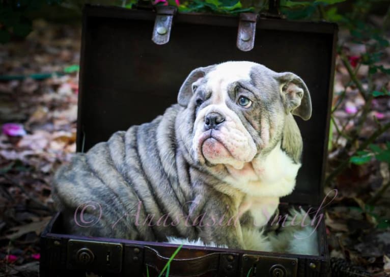 Freya, a Bulldog tested with EmbarkVet.com