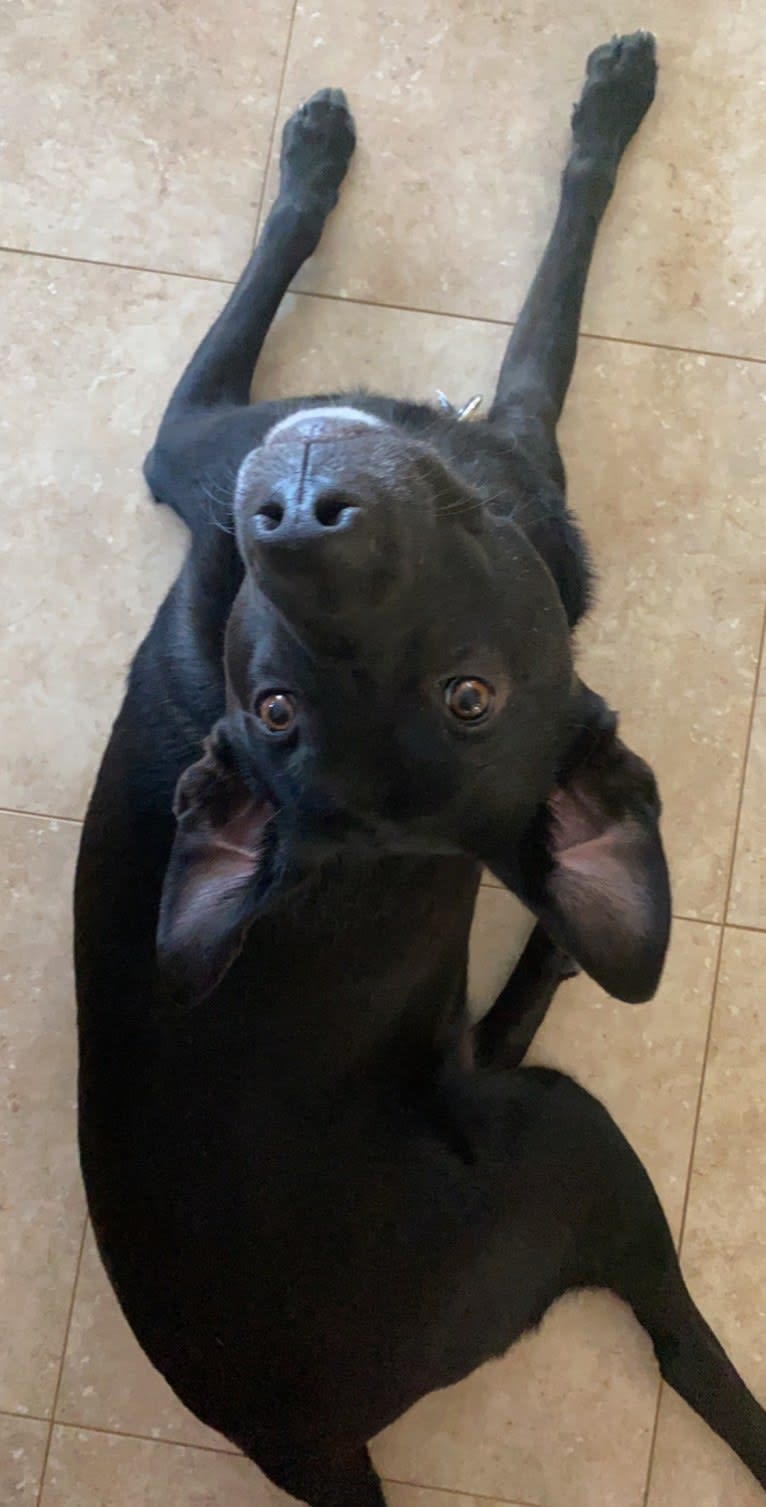 Lucas, a Chow Chow and Labrador Retriever mix tested with EmbarkVet.com