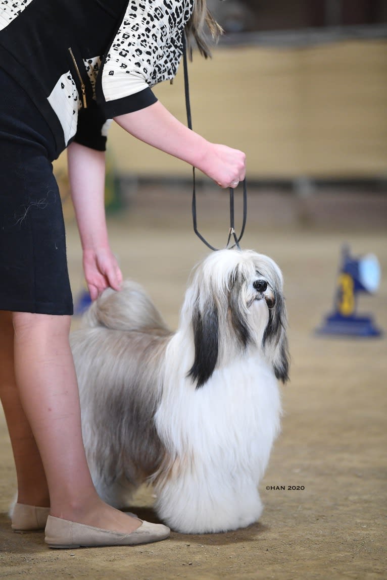 Kai, a Tibetan Terrier tested with EmbarkVet.com