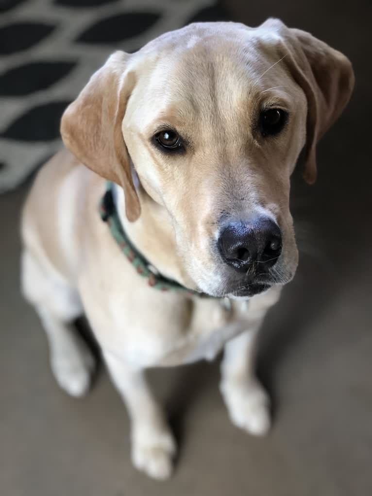 German shorthaired pointer golden retriever mix outlet