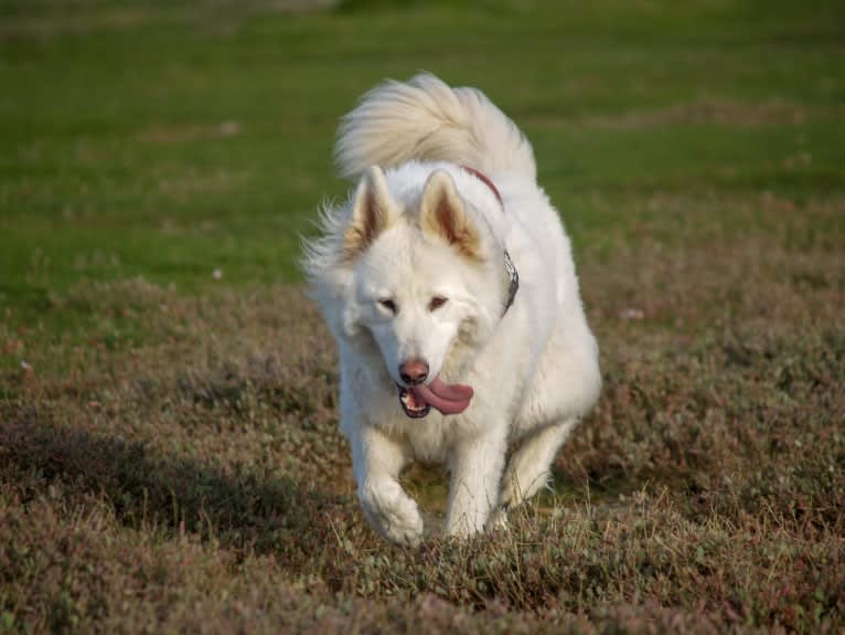 Alaska, a German Shepherd Dog and Akita mix tested with EmbarkVet.com