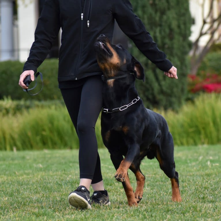 Wüstenhaus Samson, a Rottweiler tested with EmbarkVet.com