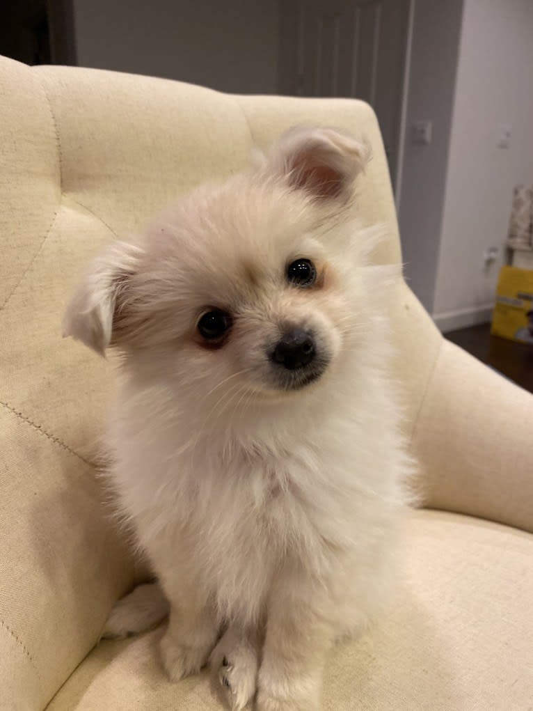 Kai, a Pomeranian tested with EmbarkVet.com