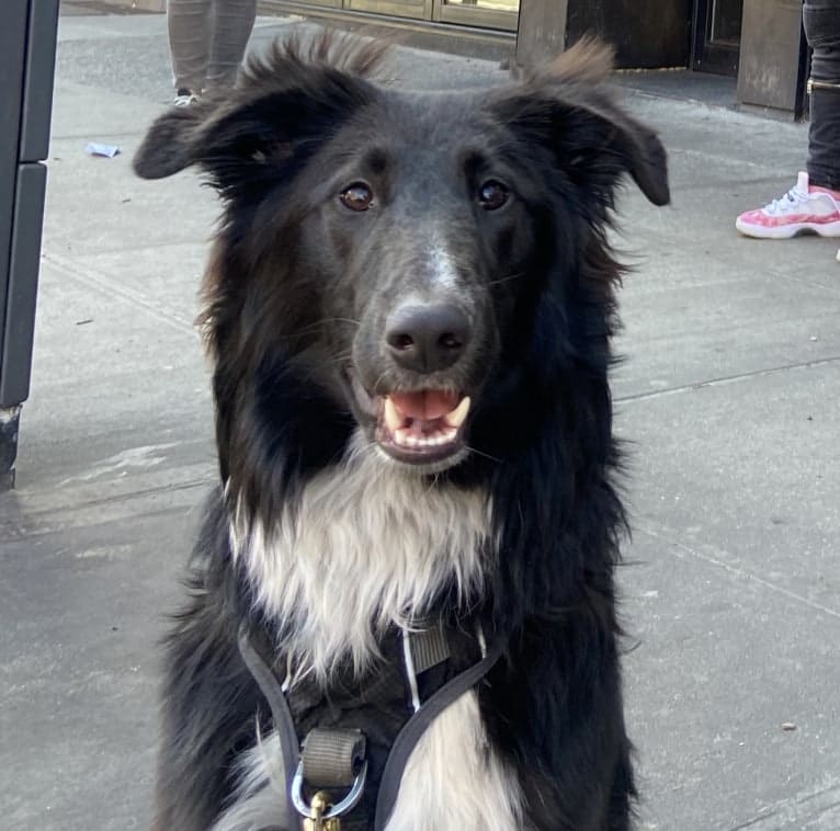 Rio, a Collie and German Shepherd Dog mix tested with EmbarkVet.com