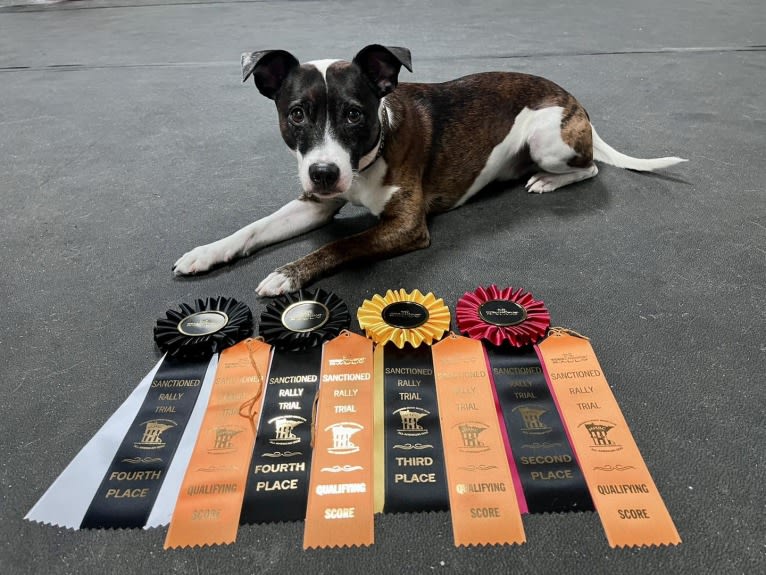 Pan, a Russell-type Terrier and Border Collie mix tested with EmbarkVet.com