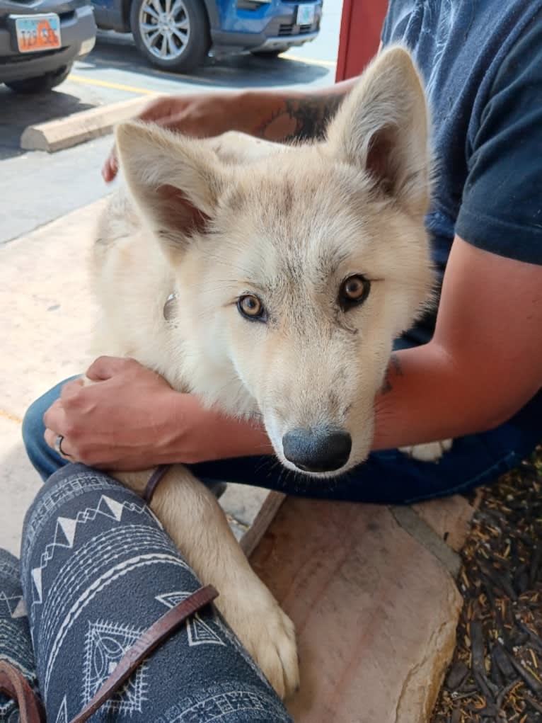 Valefor a dog tested with EmbarkVet.com
