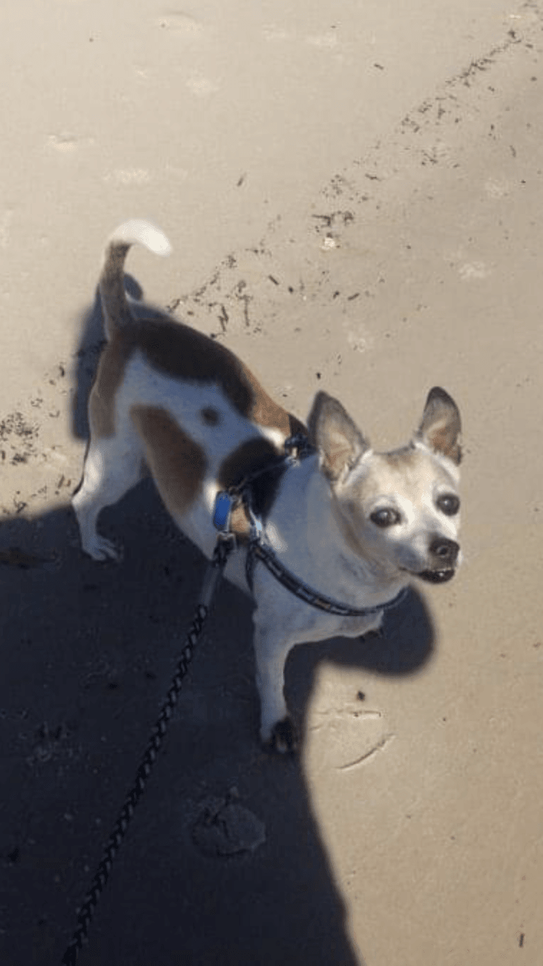 Roo, a Rat Terrier and Chihuahua mix tested with EmbarkVet.com