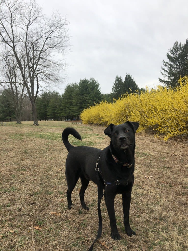 Lucas, a Chow Chow and Labrador Retriever mix tested with EmbarkVet.com