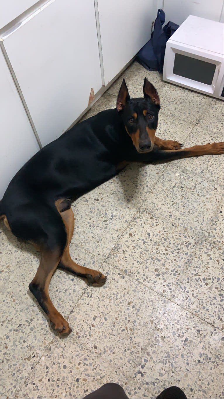 Castiel, a Doberman Pinscher and Rottweiler mix tested with EmbarkVet.com