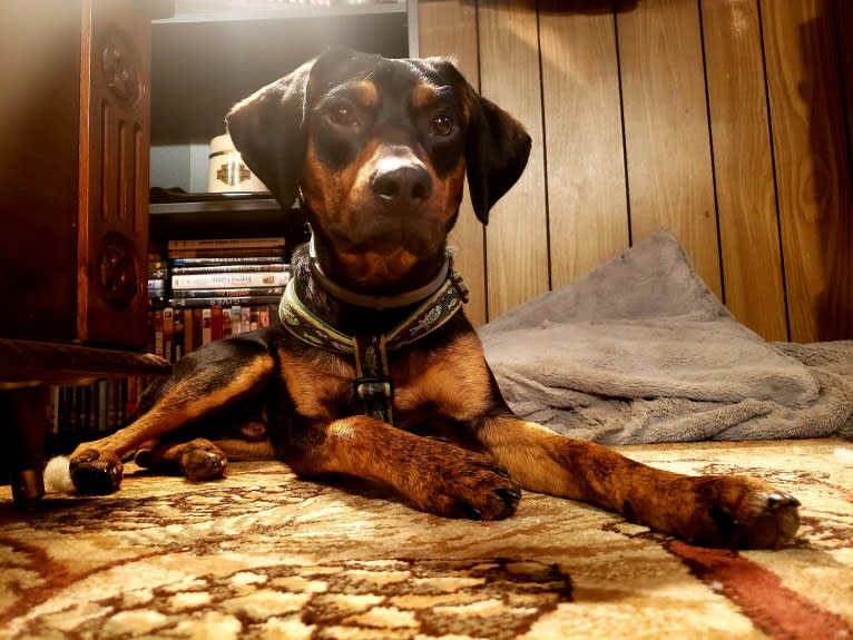 Boone, a Catahoula Leopard Dog and Poodle (Small) mix tested with EmbarkVet.com