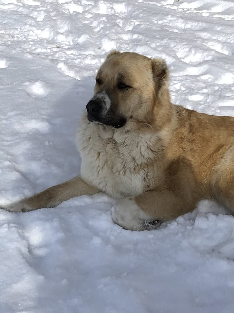 Ginger, an Armenian Gampr tested with EmbarkVet.com